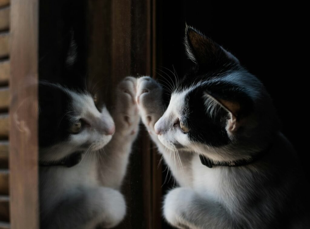 "shallow-focus-photo-of-white-and-black-cat" photo by diego caro on Unsplash - https://unsplash.com/photos/shallow-focus-photo-of-white-and-black-cat-YMyIMWdY8bM