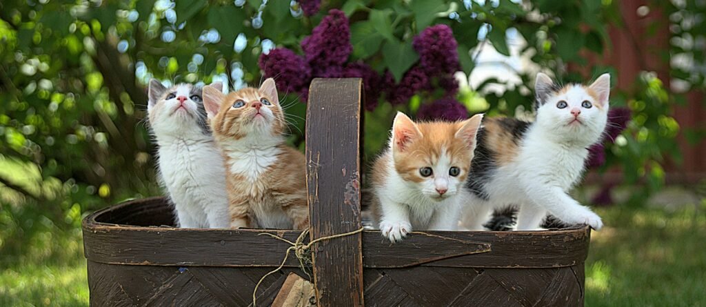 "Four-assorted-color-tabby-kittens-on-brown-basket" photo by Jari Hytönen on Unsplash -  https://unsplash.com/photos/four-assorted-color-tabby-kittens-on-brown-basket-YCPkW_r_6uA?utm_source=unsplash